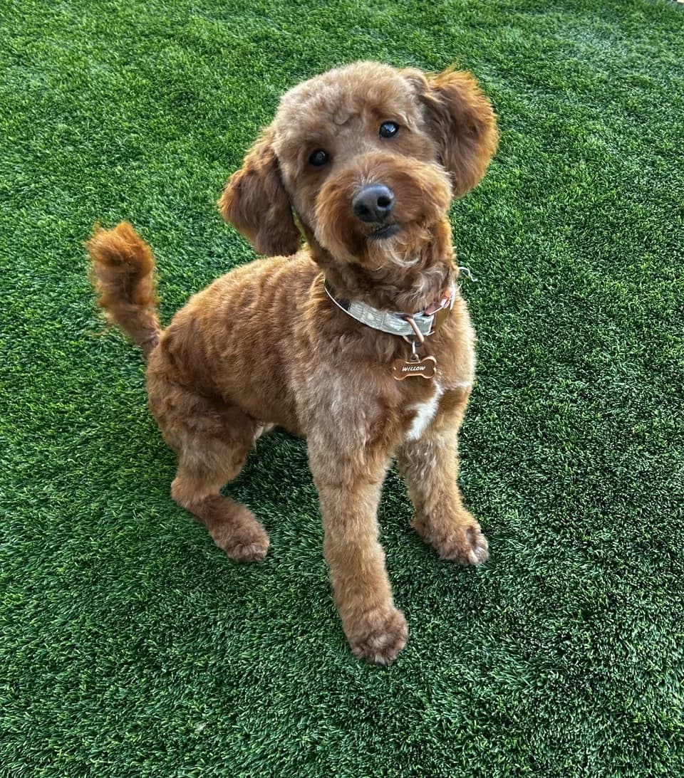 Willow after grooming, with a neatly trimmed brown coat, sitting on grass
