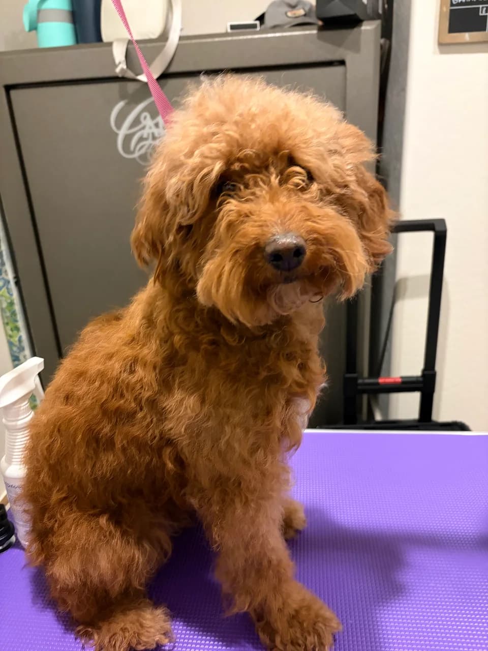 Willow before grooming, with a long, curly brown coat, on a grooming table